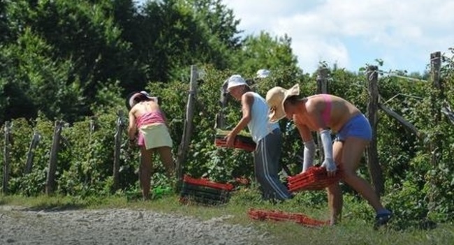 Od svakog prodatog kilograma izdvojiće dva dinara, Foto: M. Cvetković / RAS Srbija