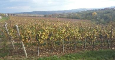 Topola, prestonica vina i grožđa i postojbina slavnog Karađorđa Topola, prestonica vina i grožđa i postojbina slavnog Karađorđa