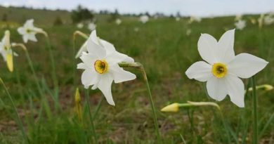 Lepota odraza i odraz lepote: Mit o NARCISU Lepota odraza i odraz lepote: Mit o NARCISU