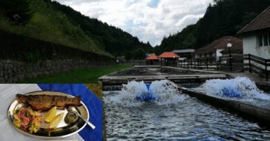 Kulinarske majstorije na „Danima pastrmke“ u Ljubišu Kulinarske majstorije na „Danima pastrmke“ u Ljubišu